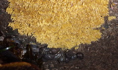 Acanthinucella punctulata