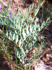 Lathyrus brachycalyx