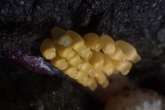 Nucella emarginata