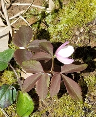 Anemonoides lancifolia