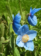 Meconopsis betonicifolia