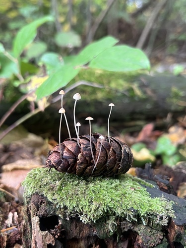 Fir-Cone Mushroom