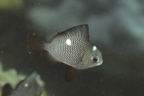 Three-spot Dascyllus