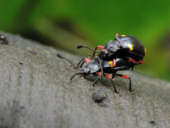 Eumorphus quadriguttatus pulchripes