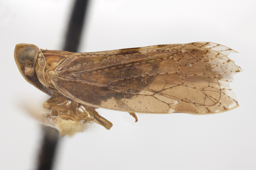 Oecleus apicatus