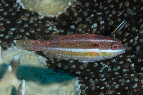 Redband Parrotfish