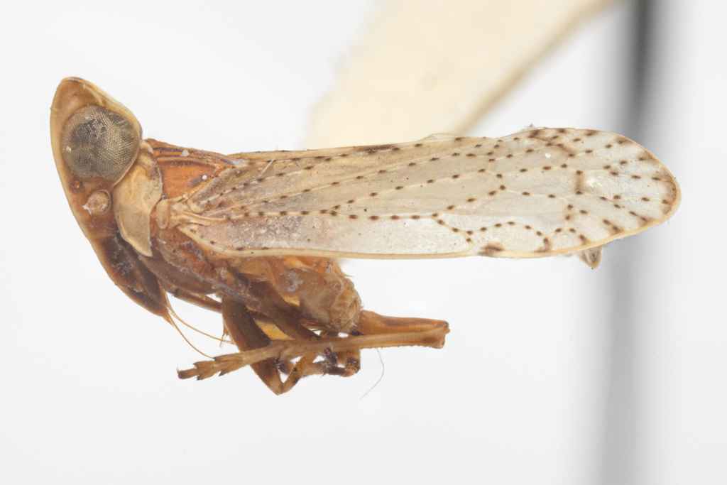 Oecleus cephalicus