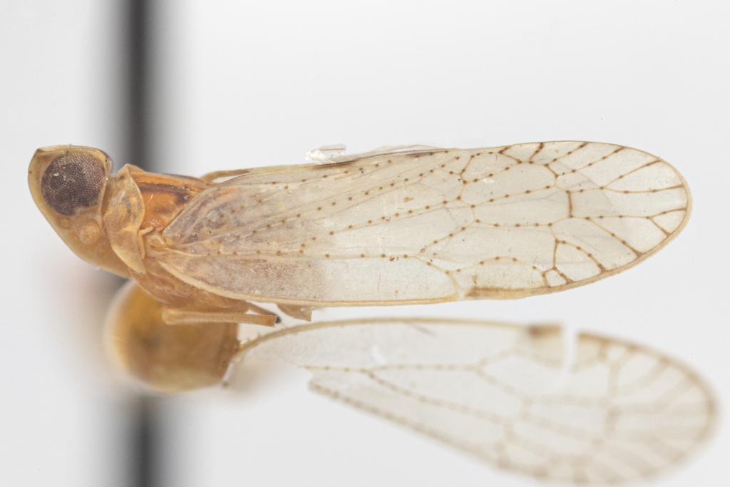 Oecleus constrictus