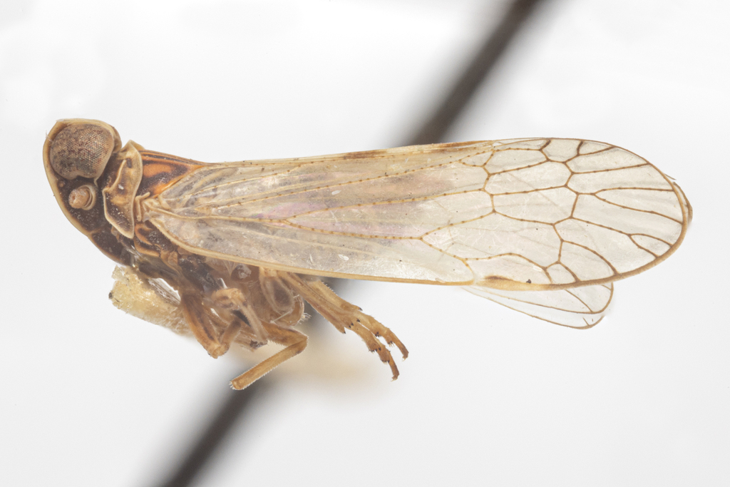 Oecleus delongi
