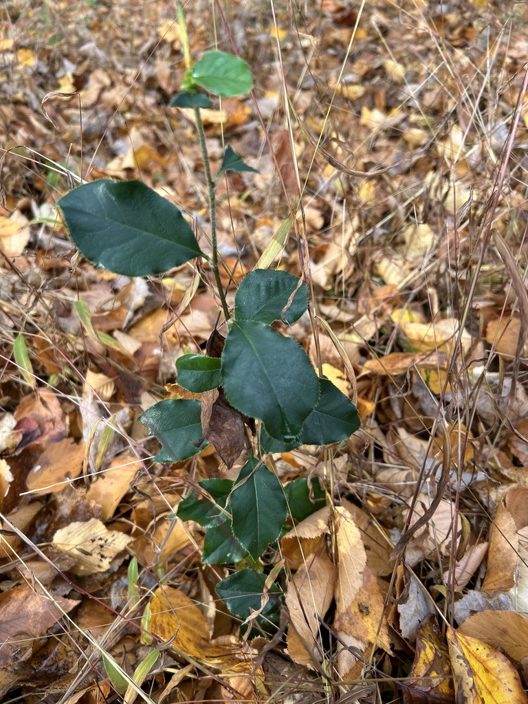 Pseudocydonia sinensis, Frelinghuysen Arboretum, Morristown, NJ, US