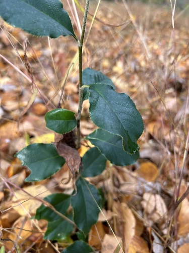 Pseudocydonia sinensis