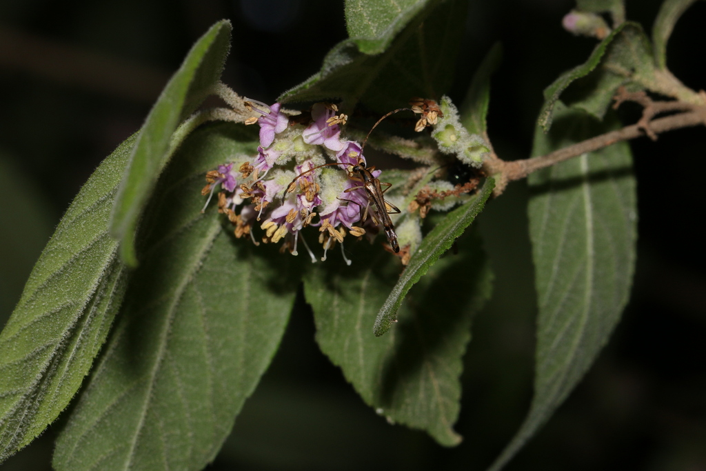 Idiostrangalia contracta