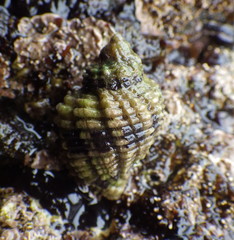 Paciocinebrina circumtexta