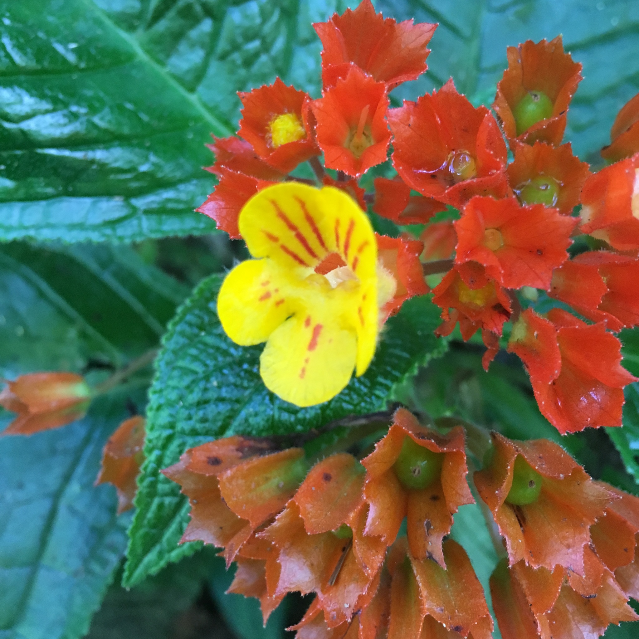 Chrysothemis