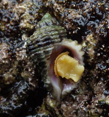 Paciocinebrina circumtexta