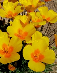 Eschscholzia californica ssp. mexicana