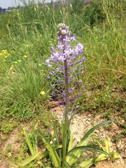 Scilla hyacinthoides