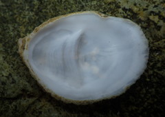 Crepidula perforans