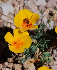 Eschscholzia californica ssp. mexicana