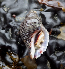 Acanthinucella punctulata