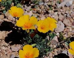 Eschscholzia californica ssp. mexicana