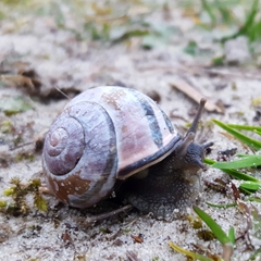 Cepaea nemoralis