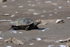 Malaclemys terrapin pileata