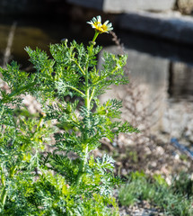 Glebionis coronaria discolor