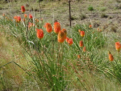Kniphofia linearifolia