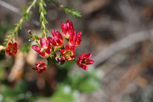 Image of Chamelaucium megalopetalum by (c) Greg Tasney, some rights reserved (CC BY-SA)