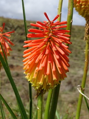 Kniphofia linearifolia