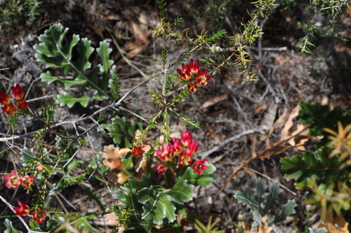 Image of Chamelaucium megalopetalum by (c) Greg Tasney, some rights reserved (CC BY-SA)