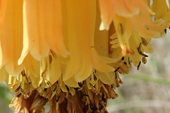 Kniphofia linearifolia