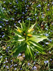 Fritillaria imperialis