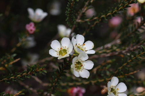 Image of Chamelaucium megalopetalum by (c) Greg Tasney, some rights reserved (CC BY-SA)