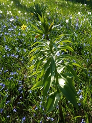 Fritillaria imperialis
