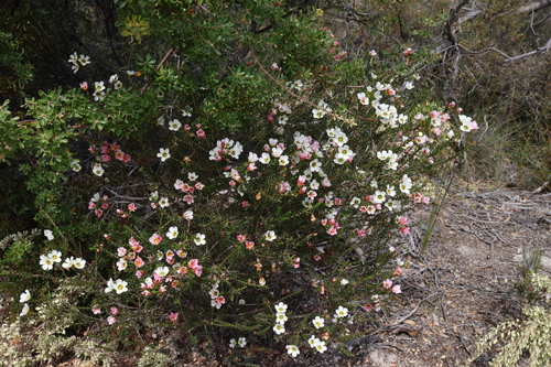 Image of Chamelaucium megalopetalum by (c) Greg Tasney, some rights reserved (CC BY-SA)