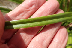 Kniphofia linearifolia