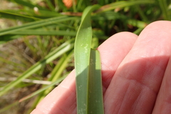 Kniphofia linearifolia