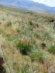 Kniphofia linearifolia