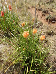 Kniphofia linearifolia