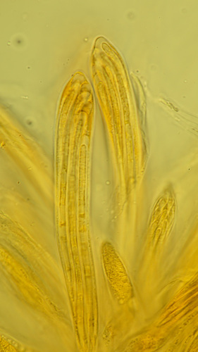 Lophodermium sp.