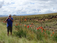 Kniphofia linearifolia