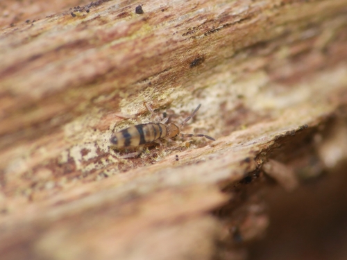 Entomobrya corticalis, Charlottenburg-Wilmersdorf, Berlin, Germany, photo 10 of 10