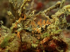 Cabangus regius