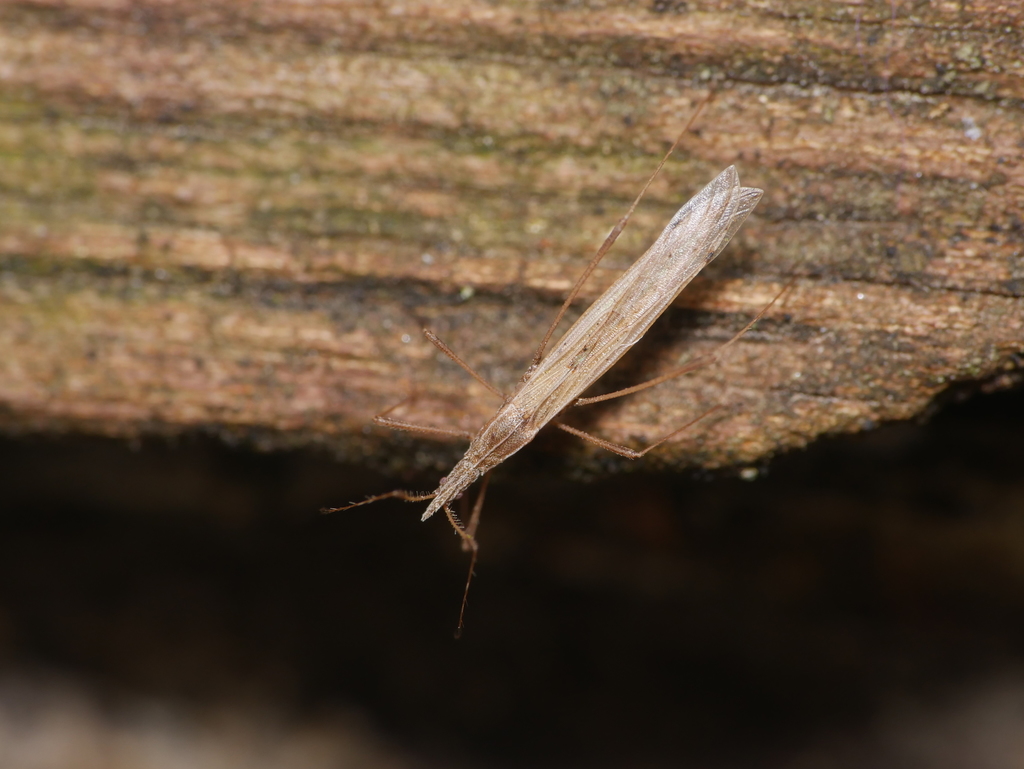 Berytinus hirticornis hirticornis