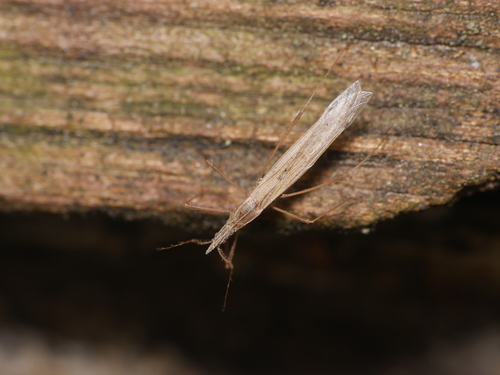 Berytinus hirticornis hirticornis