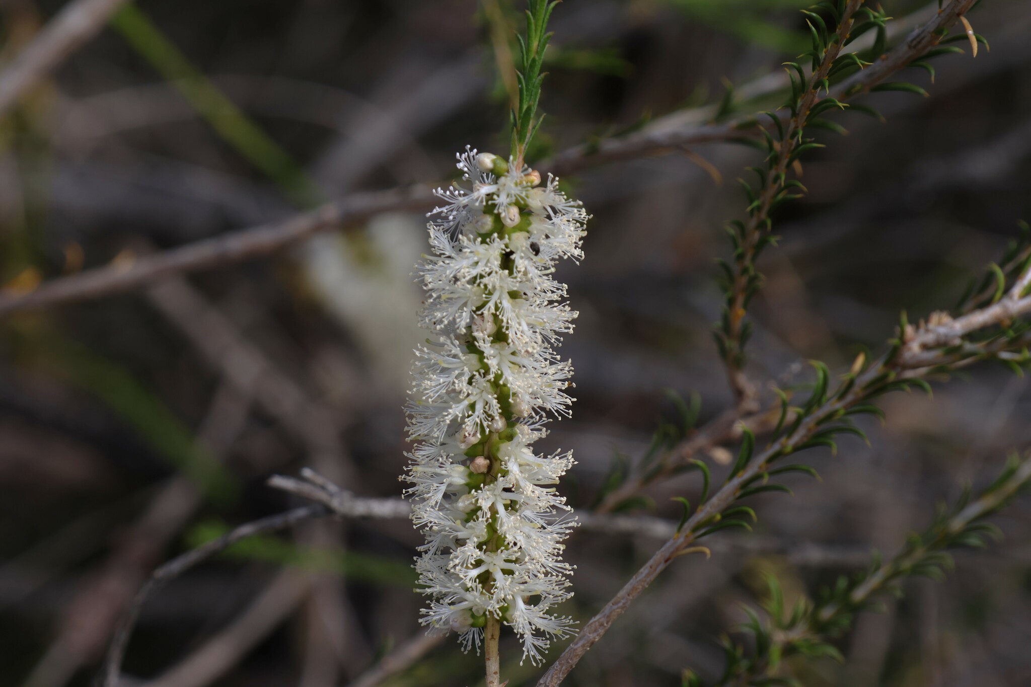 Melaleuca hamulosa