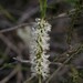 Melaleuca hamulosa - Photo (c) Greg Tasney,  זכויות יוצרים חלקיות (CC BY-SA), הועלה על ידי Greg Tasney
