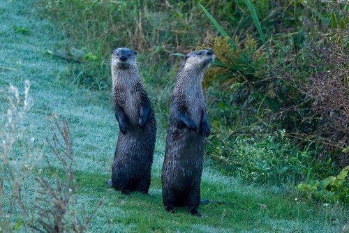 North American River Otter photographed in Louisiana